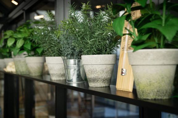 Plantes en pot disposées sur une étagère, avec un pot métallique et une spatule en bois.